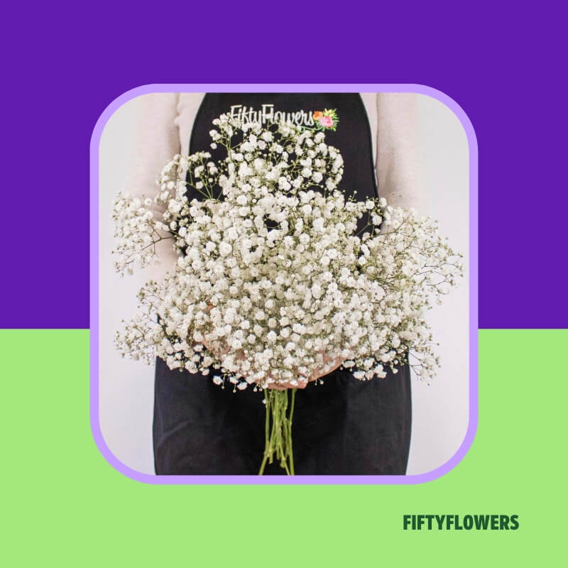 Baby’s Breath