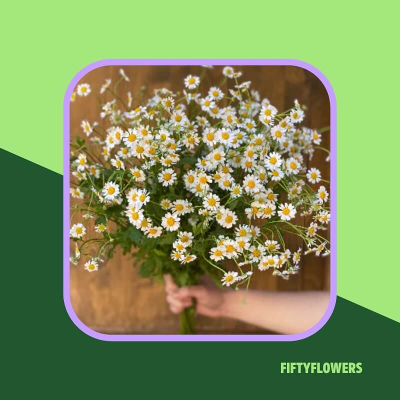 Feverfew Daisies