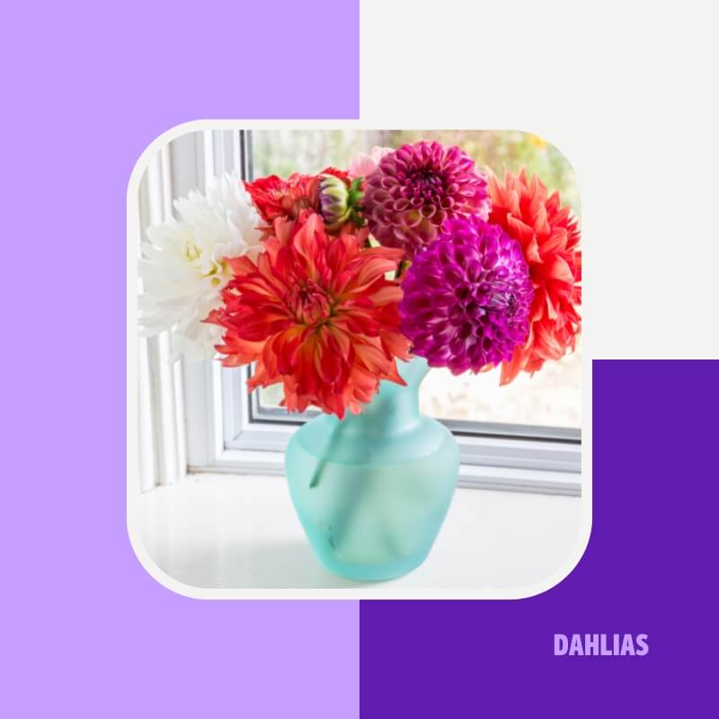 Dahlias