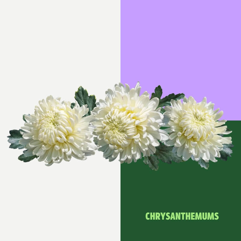 Chrysanthemums