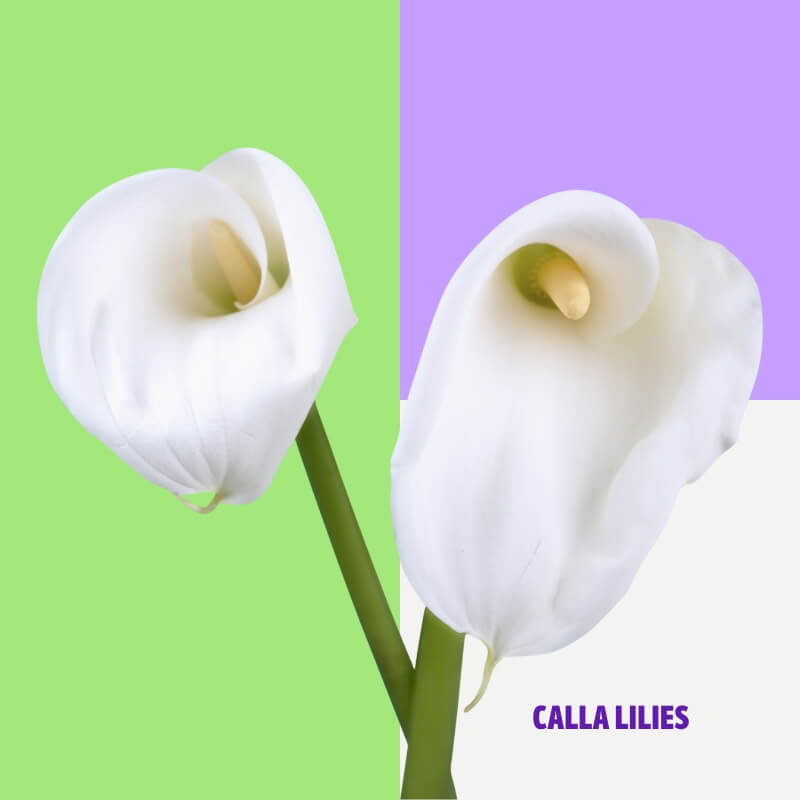 Calla Lilies