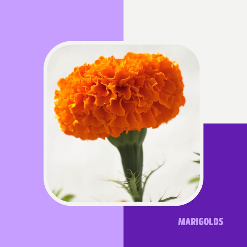 Marigolds