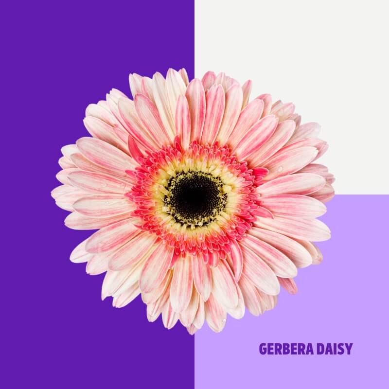 Gerbera Daisy