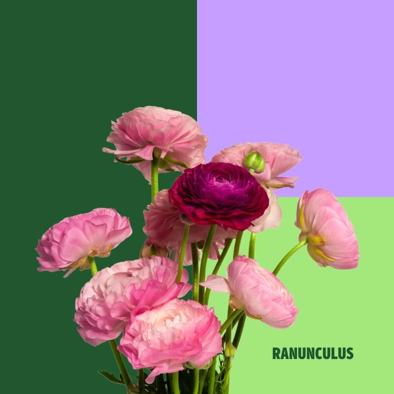 Ranunculus