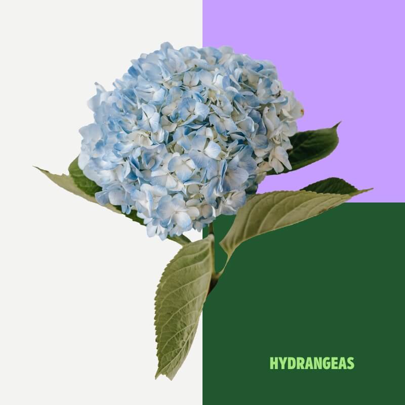 Hydrangeas