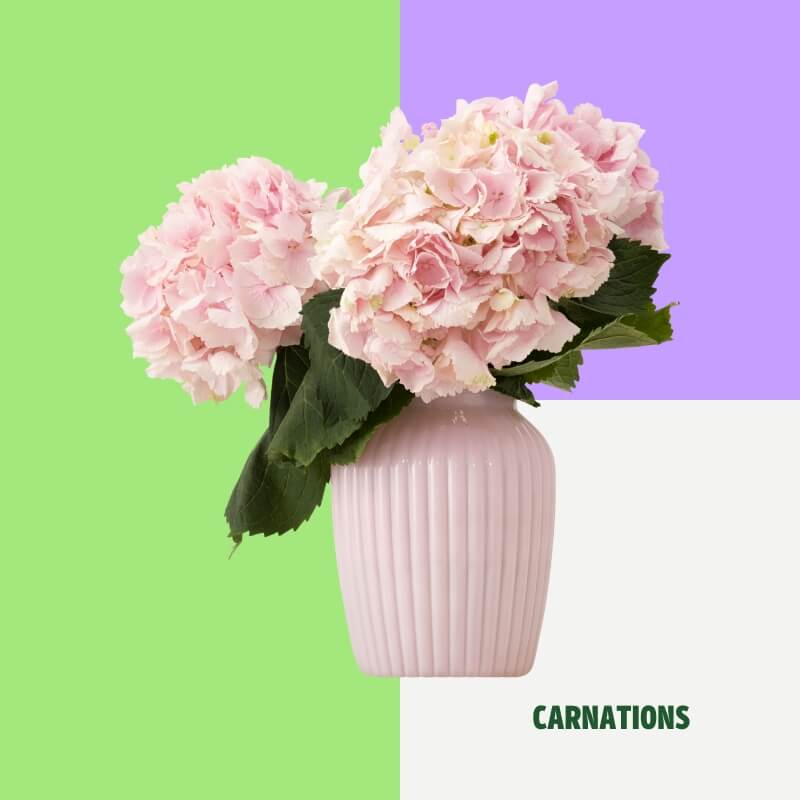 Carnations