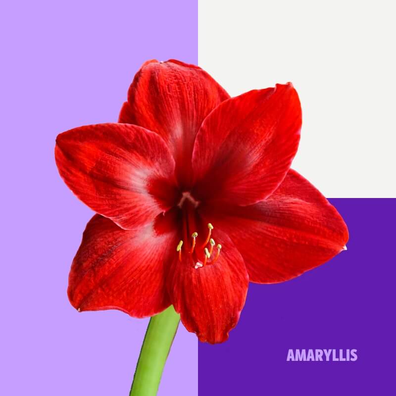 Amaryllis