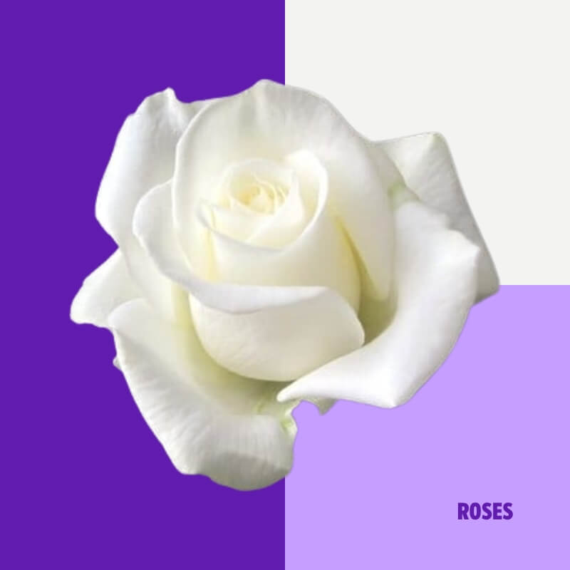 Roses (especially in white or deep red)