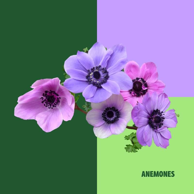 Anemones
