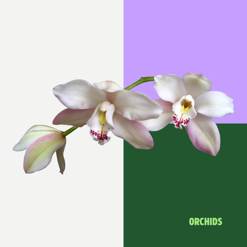 Orchids