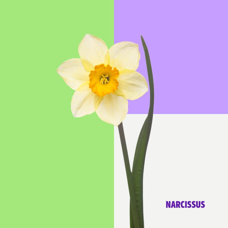 Narcissus Paperwhites