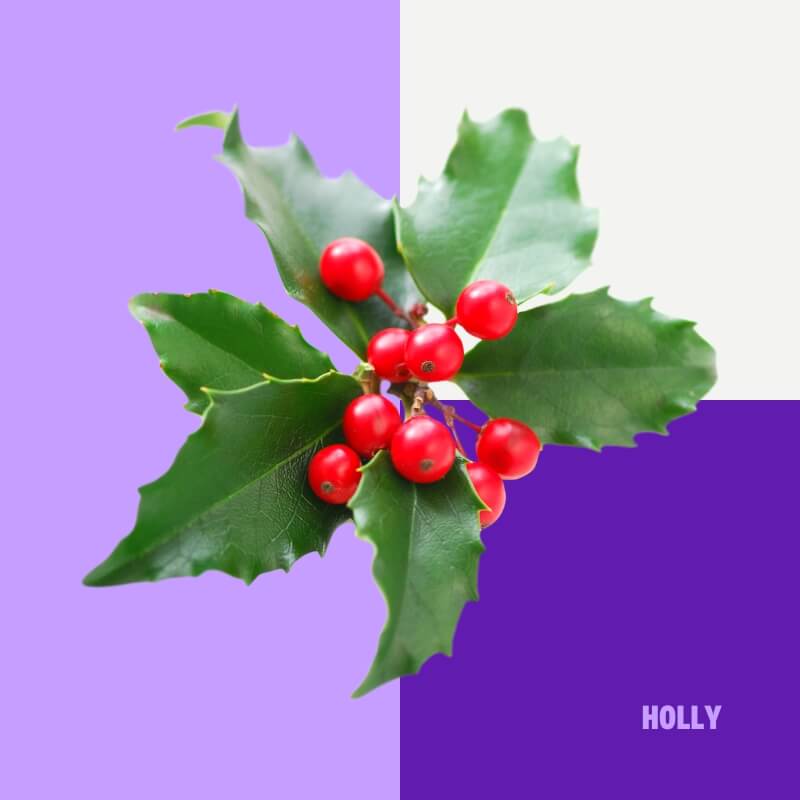 Holly