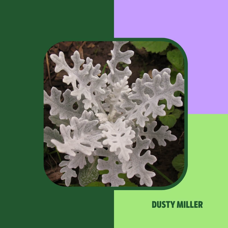Dusty Miller