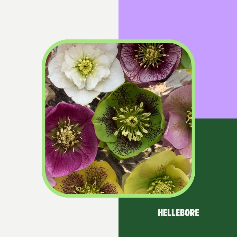 Hellebore