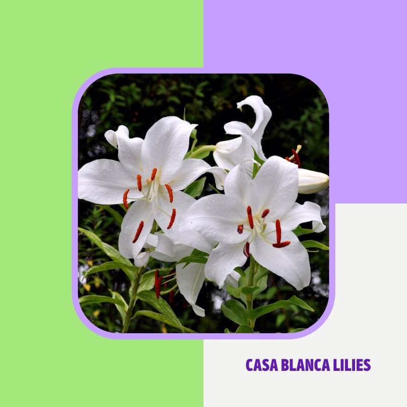 Casa Blanca Lilies