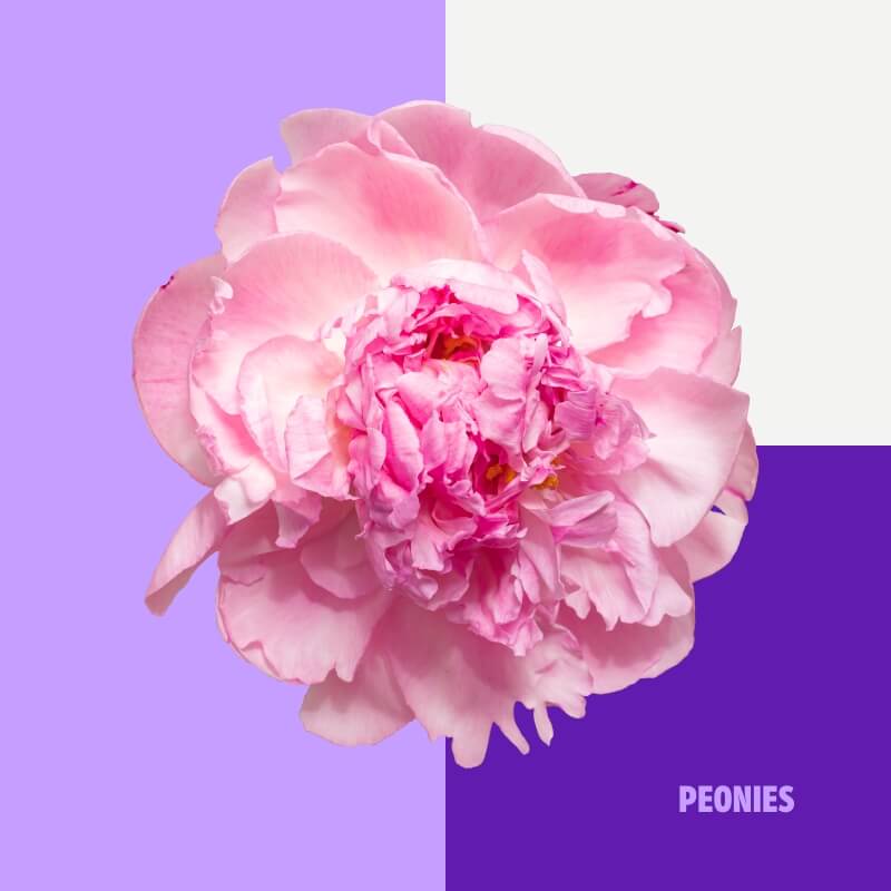 Peonies