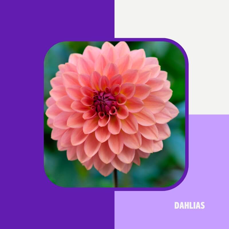 Dahlias