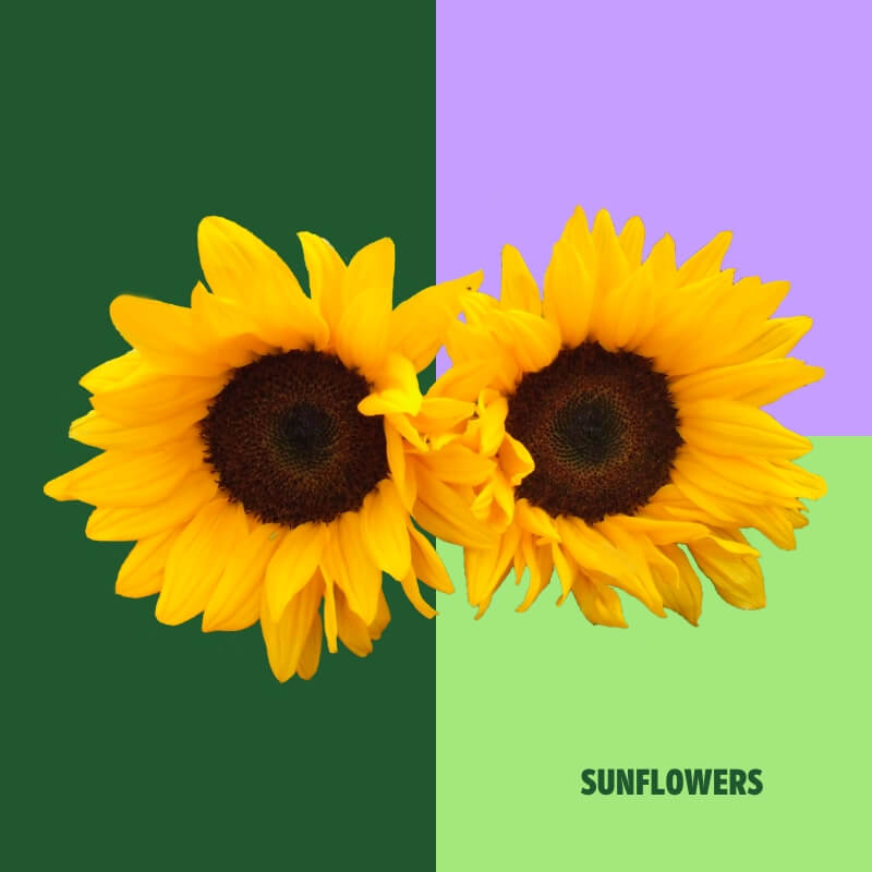 Sunflowers