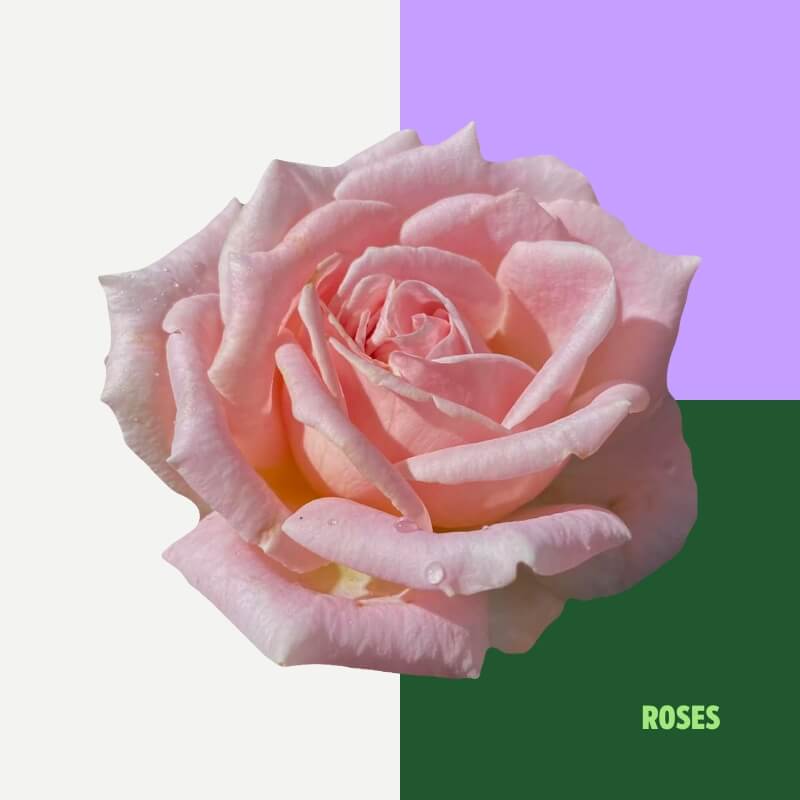Roses (especially in shades of pink or peach)