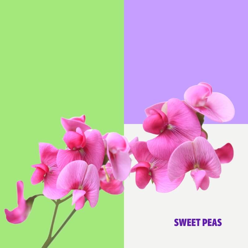 Sweet Peas