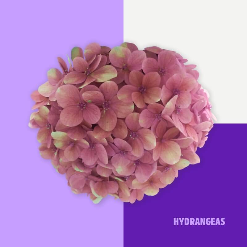 Hydrangeas