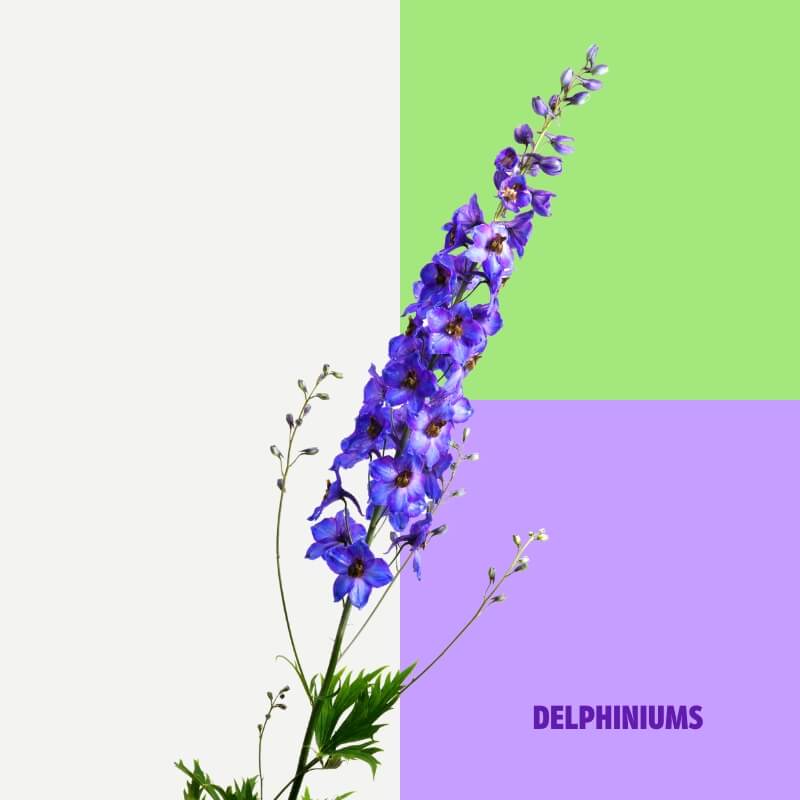 Delphiniums