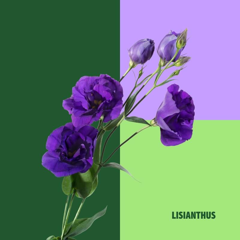 Lisianthus