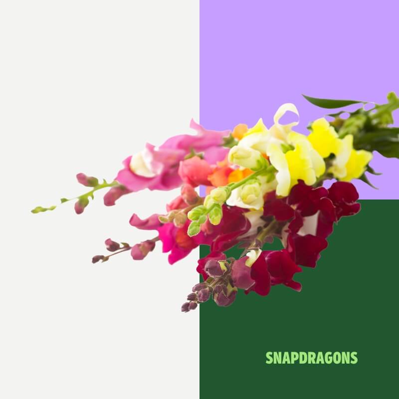 Snapdragons