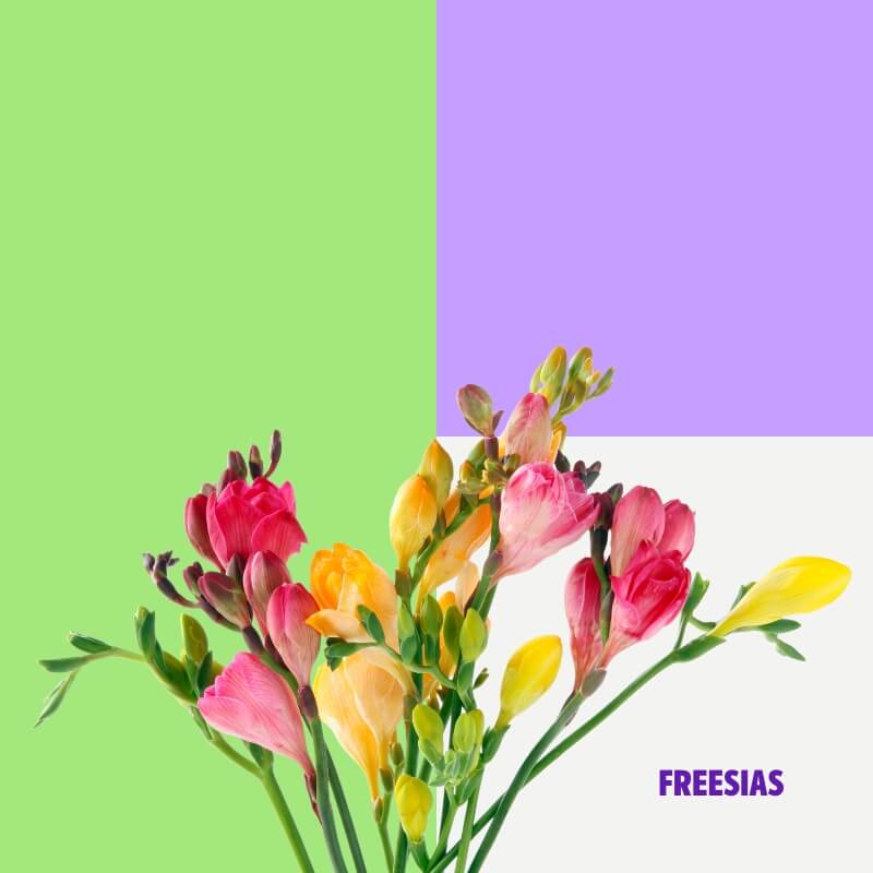 Freesias