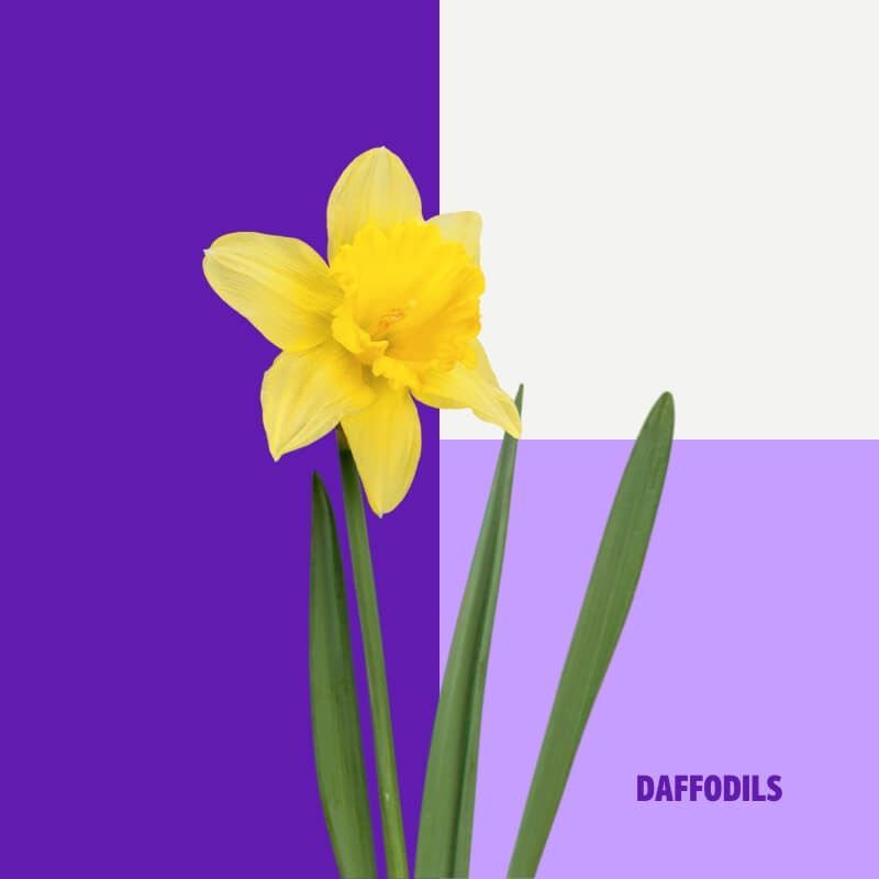 Daffodils