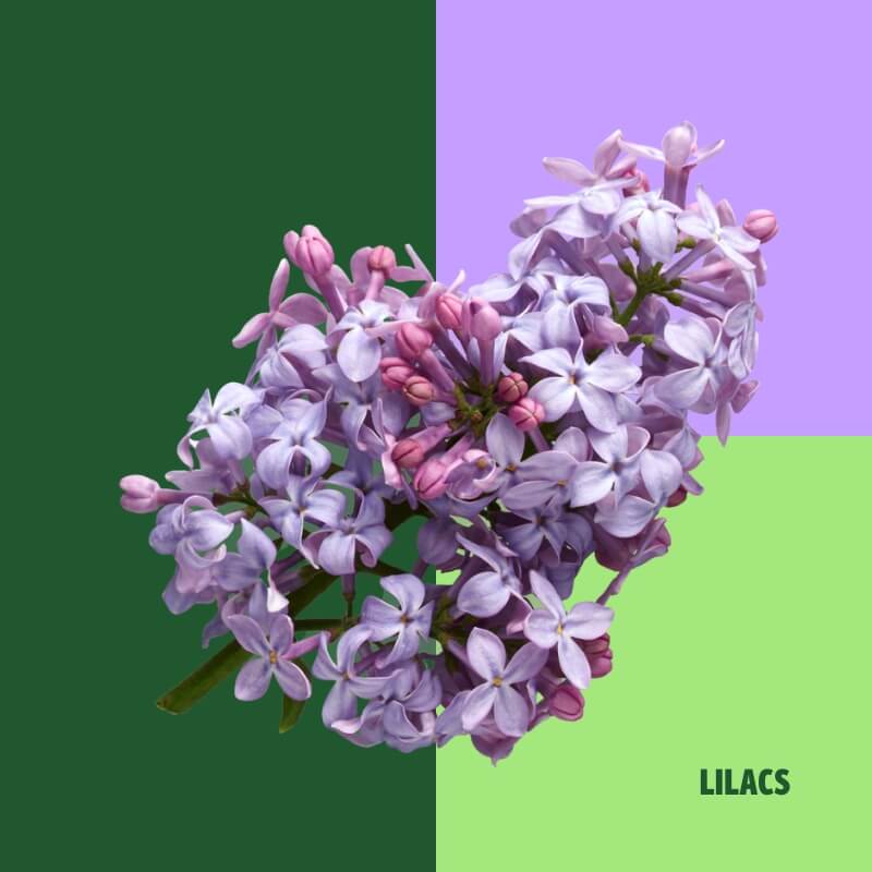 Lilacs