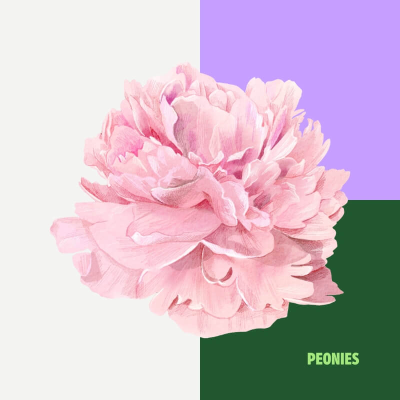 Peonies