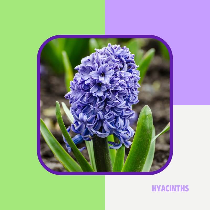 Hyacinths