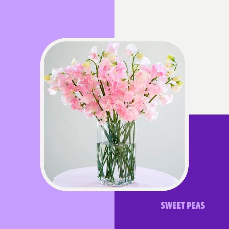 Sweet Peas