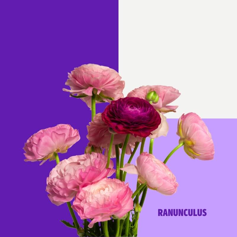 Ranunculus