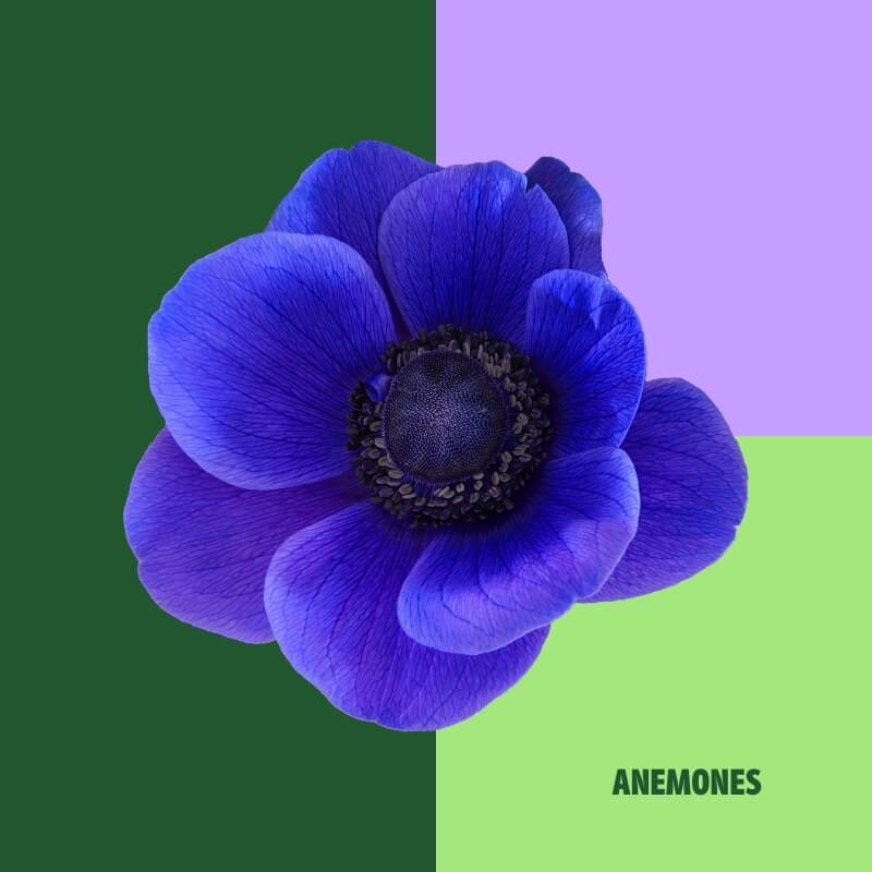 Anemones