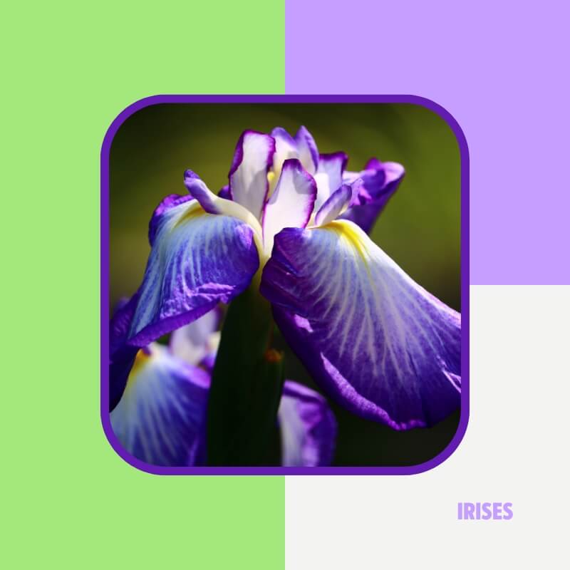 Irises