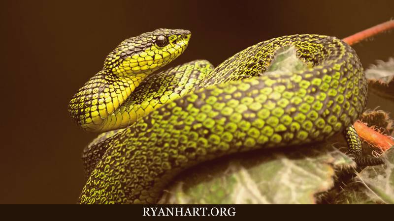 Dreaming About Snakes: 5 Causes and How to Interpret Them