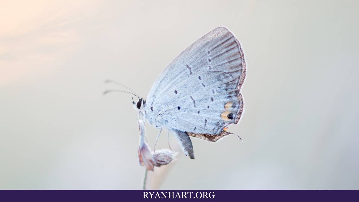 White Butterfly