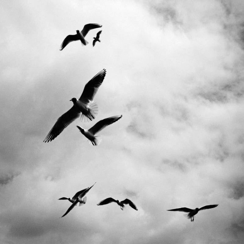 Birds in clouds