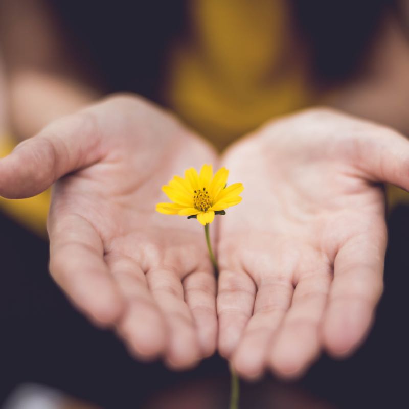 Hands Holding a Yellow Flower