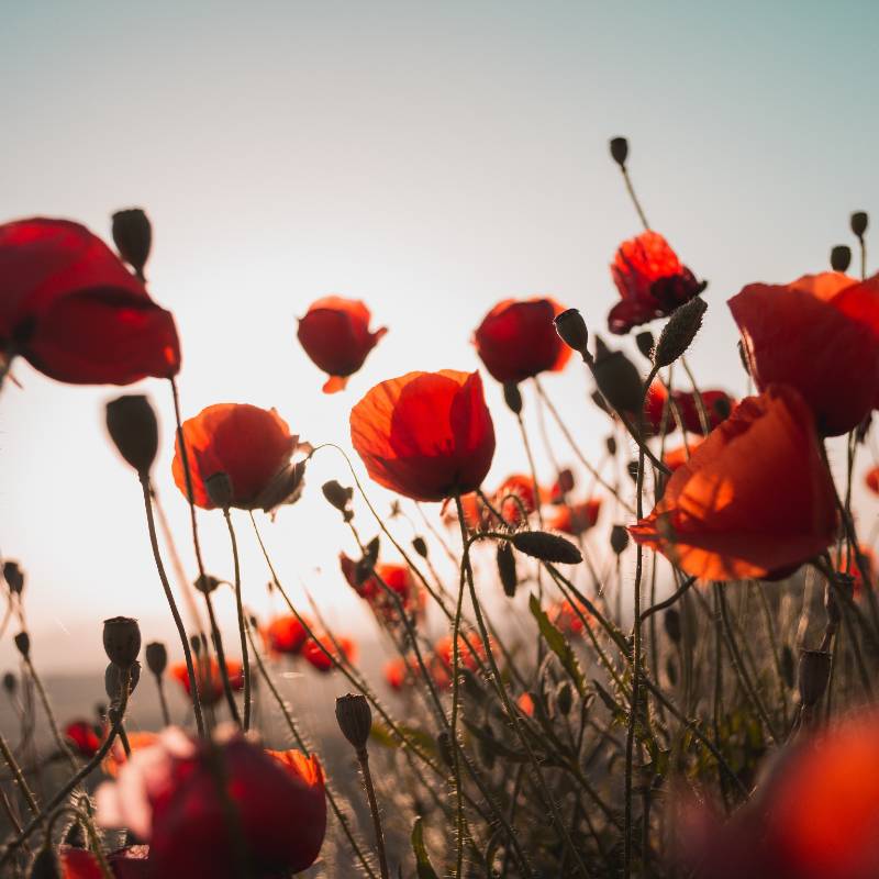 Red poppy flowers