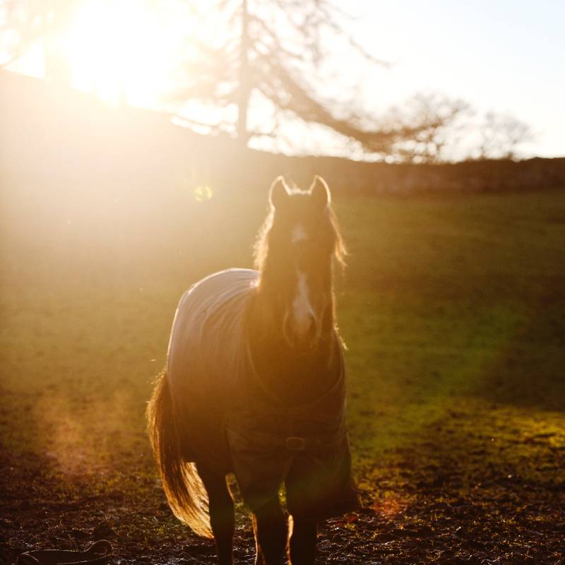 Horse at sunset