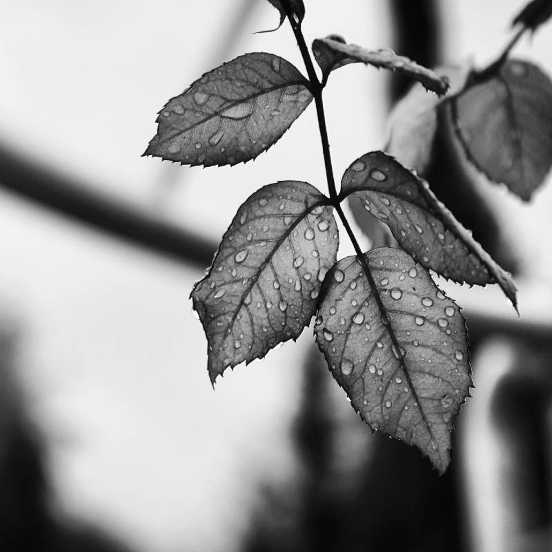 Leaves after rain