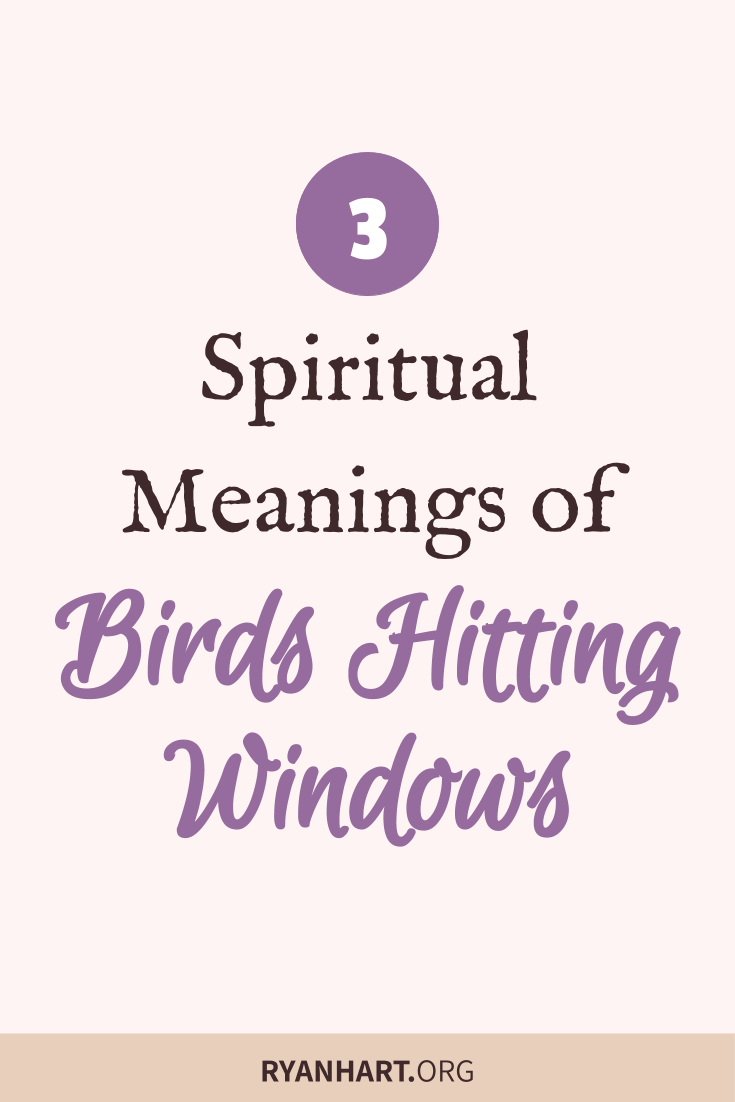 3 Spiritual Meanings of Bird Hitting Windows